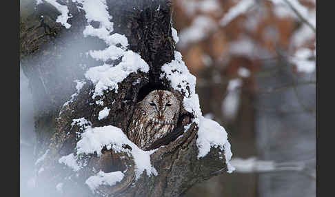 Waldkauz (Strix aluco)