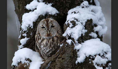 Waldkauz (Strix aluco)