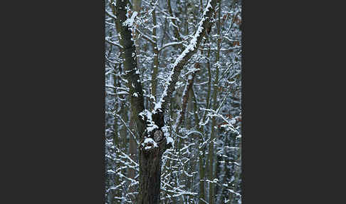 Waldkauz (Strix aluco)