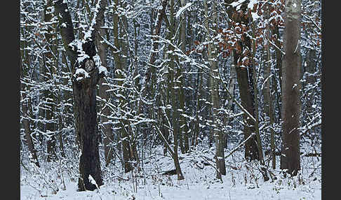 Waldkauz (Strix aluco)