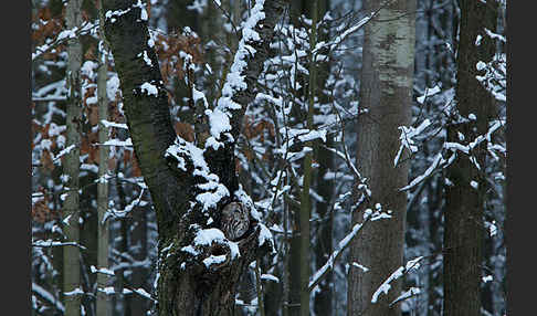 Waldkauz (Strix aluco)