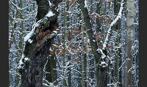 Waldkauz (Strix aluco)