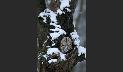 Waldkauz (Strix aluco)