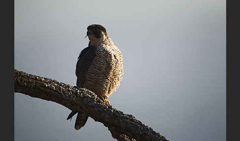 Wanderfalke (Falco peregrinus)