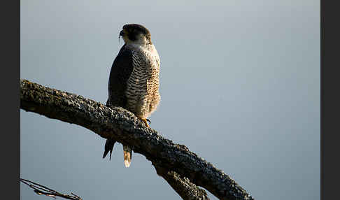 Wanderfalke (Falco peregrinus)