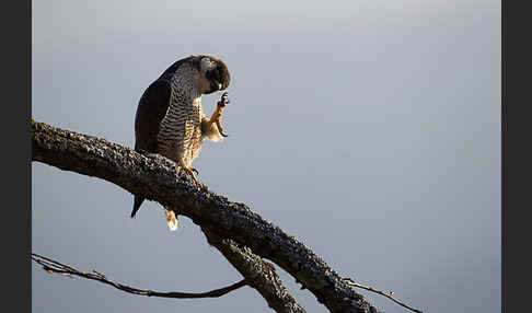 Wanderfalke (Falco peregrinus)