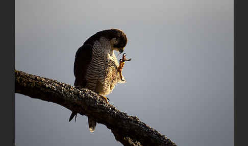 Wanderfalke (Falco peregrinus)