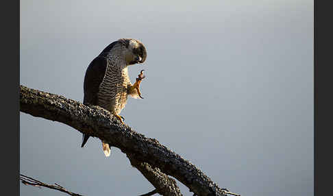 Wanderfalke (Falco peregrinus)