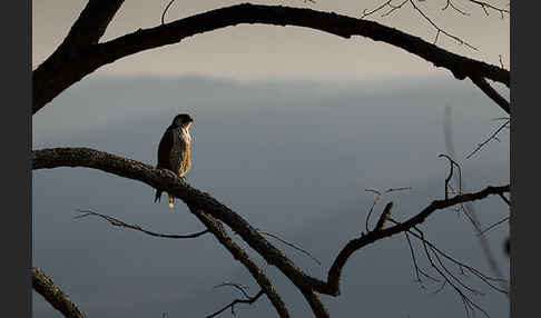 Wanderfalke (Falco peregrinus)