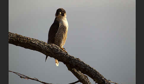 Wanderfalke (Falco peregrinus)