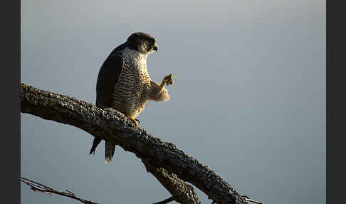 Wanderfalke (Falco peregrinus)