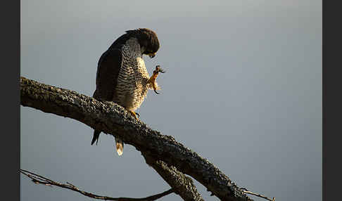 Wanderfalke (Falco peregrinus)