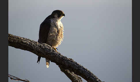 Wanderfalke (Falco peregrinus)