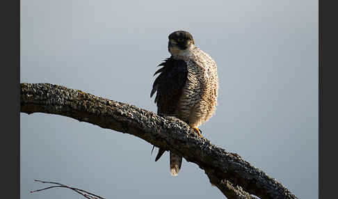 Wanderfalke (Falco peregrinus)