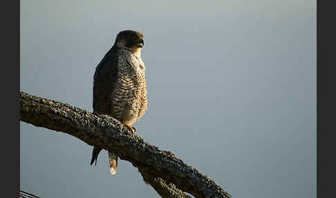 Wanderfalke (Falco peregrinus)