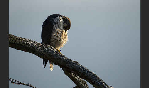 Wanderfalke (Falco peregrinus)