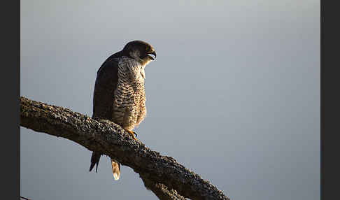 Wanderfalke (Falco peregrinus)