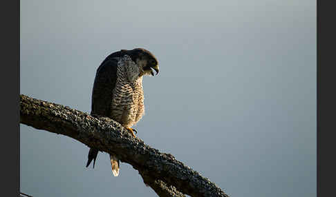 Wanderfalke (Falco peregrinus)