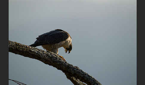 Wanderfalke (Falco peregrinus)