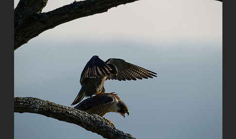 Wanderfalke (Falco peregrinus)