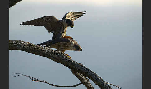 Wanderfalke (Falco peregrinus)