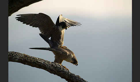 Wanderfalke (Falco peregrinus)