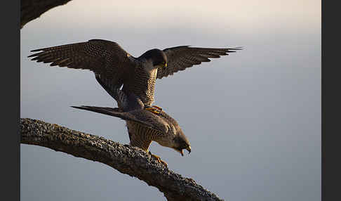 Wanderfalke (Falco peregrinus)