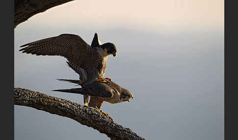 Wanderfalke (Falco peregrinus)