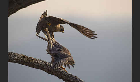 Wanderfalke (Falco peregrinus)