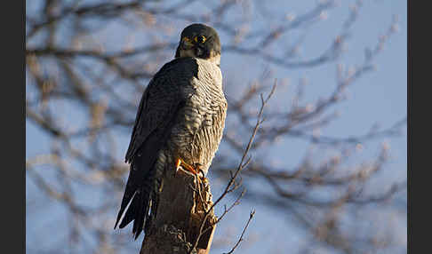 Wanderfalke (Falco peregrinus)