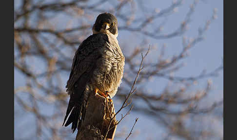 Wanderfalke (Falco peregrinus)