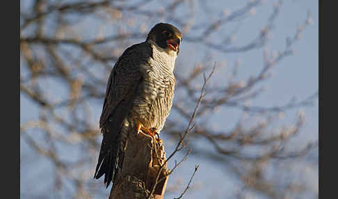 Wanderfalke (Falco peregrinus)