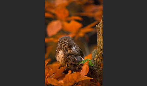 Sperlingskauz (Glaucidium passerinum)