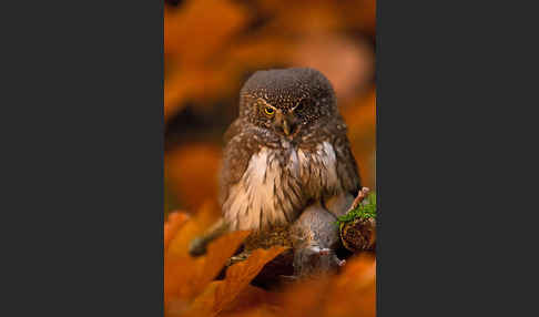 Sperlingskauz (Glaucidium passerinum)