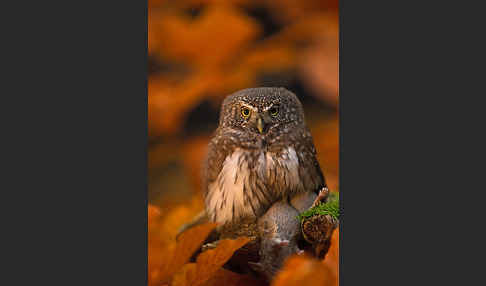 Sperlingskauz (Glaucidium passerinum)