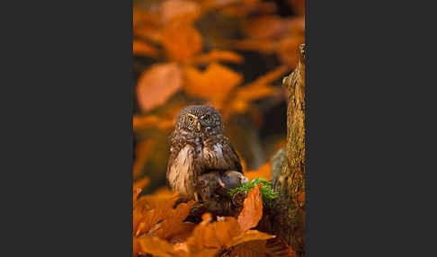 Sperlingskauz (Glaucidium passerinum)