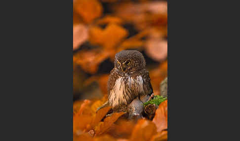 Sperlingskauz (Glaucidium passerinum)