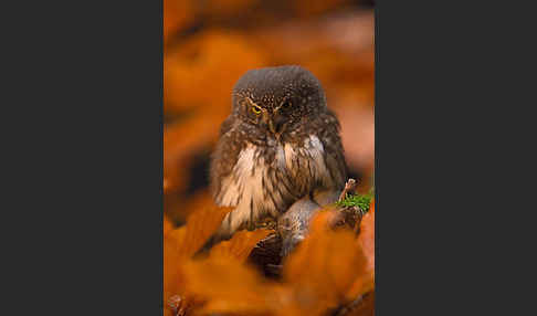 Sperlingskauz (Glaucidium passerinum)