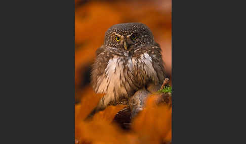 Sperlingskauz (Glaucidium passerinum)