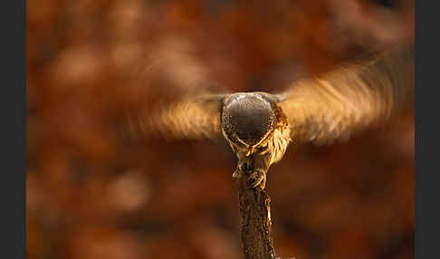 Sperlingskauz (Glaucidium passerinum)