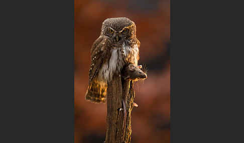 Sperlingskauz (Glaucidium passerinum)