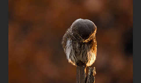 Sperlingskauz (Glaucidium passerinum)