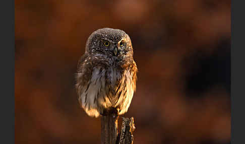 Sperlingskauz (Glaucidium passerinum)