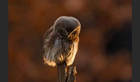 Sperlingskauz (Glaucidium passerinum)