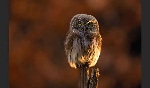 Sperlingskauz (Glaucidium passerinum)