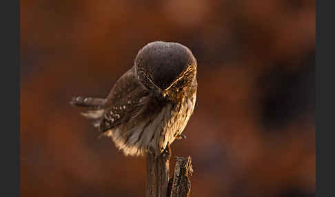 Sperlingskauz (Glaucidium passerinum)