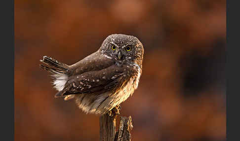 Sperlingskauz (Glaucidium passerinum)