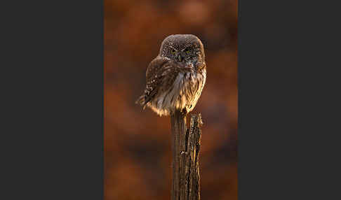 Sperlingskauz (Glaucidium passerinum)