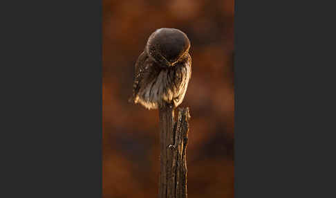 Sperlingskauz (Glaucidium passerinum)