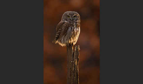 Sperlingskauz (Glaucidium passerinum)